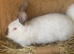 New Zealand rabbits