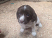 Farm bred springer pups