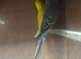 Budgies hand tame