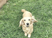 Beautiful KC registered English cream female