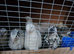 Coturnix/some celadon blue egg layers