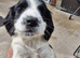 6 week old springer pups