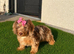 Miniature Daschund