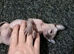 STUNNING SILVER, BLUE EYED BABY BOY SPHYNX KIT