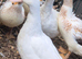 Cherry Valley Ducks