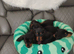 Beautiful miniature dachshund puppies ready now for new loving homes
