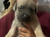 German shepherd x American bully