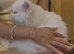 Stunning Lapcat / Therapy Cat | Pure White Blue Eyes Gorgeous Affectionate Persian Exotic Longhair Male