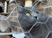 Beautiful Russian blue female