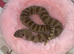 Female conda hognose