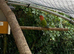 One love bird