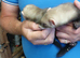 Ferrets for sale in southampton.