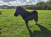 Registered shetland gelding