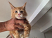 Maine Coon Kittens For Sale