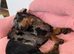 Beautiful 8 months old mini Daschund needs a home asap
