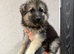 Reduced to sell kc reg long coat German shepherd pups