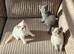 Adorable Purebred British Shorthair Kittens