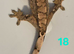 Juvenile Crested Geckos with full Lineage