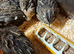 Japanese courtnix quails