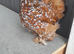 Millefleur Pekin bantam chicken