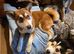 Pomsky Pup 7months Old
