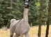 Male Lamas