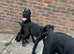 Top blood line cane corso puppies