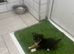 Chihuahua Kc registered vet checked and vaccinated