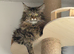 Maine coon mixed kittens