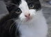 White/black male fluffy kitten