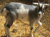 1 Pygmy goat kid for sale