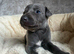 Beautiful whippet puppies now being reserved