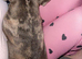 Gucci frenchbulldog