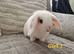 Three adorable mini lop babies available