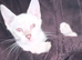 Bengal cross savannah ASAP rehome please read.