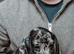 11 beautiful puppies dachshund rehome