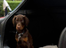 European Dobermann Male Brown & Tan