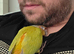 3 month old conure