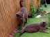 Gorgeous British shorthair mix kitten
