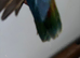 Cute young lovebirds