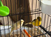 5 canaries needing new home