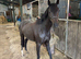 13.2 Riding Pony Mare