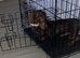 Rose Choclate Miniture dachshund for sale