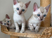 Blue-eyed Albinose-Snow Lynx Bengals, TICA Active.