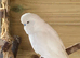 3 Budgies. 1 female 6 month old. Two adult males