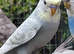 Young Budgies for sale