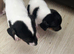 Jack Russell puppys £600 ready to go