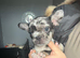 8 gorgeous French bulldogs for sale