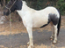 Cob colt to make 13h+