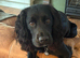 Amazing cocker spaniel
